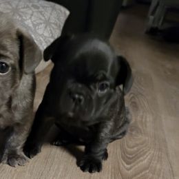 French Bulldogs from I.Speak.French