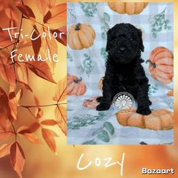 Cozy - Tri-color female Bernedoodle puppy in Godwin, North Carolina from Farm Sweet Farm Doodles