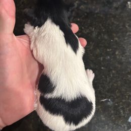 Lulu - Parti female Yorkshire Terrier puppy in Ontario, California from Yorkie Wonderlands