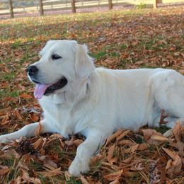 Evie - Golden Retriever