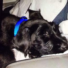 Giant Schnauzer Puppies from Giant Strides Giants