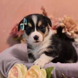 Laffy Taffy - White and black female Pembroke Welsh Corgi puppy in Austin, Texas from Cutest Corgi's of Austin