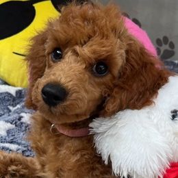 Ginny - Red  Poodle puppy in Fort Salonga, New York from Blues Performance Poodles