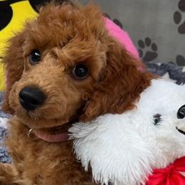 Ginny - Red  Poodle puppy in Fort Salonga, New York from Blues Performance Poodles