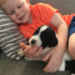 Bernedoodle and Poodle Puppies from Sunset Family Farm