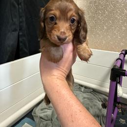 Coco - Chocolate and tan female Dachshund puppy in Sacred Heart, Minnesota from Sacred Dachshunds