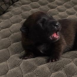 Boy 2 - Black sable male Belgian Malinois puppy in Columbia, South Carolina from Kaizen Ruach Malinois
