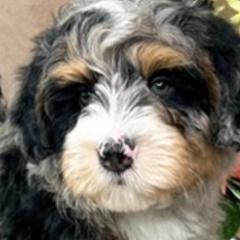 Australian Mountain Doodles and Bernedoodles from D and D’s Dandy Doodles