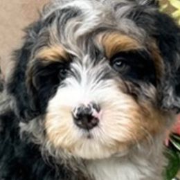 Australian Mountain Doodles and Bernedoodles from D and D’s Dandy Doodles