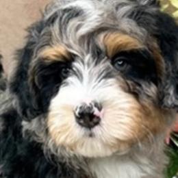 Australian Mountain Doodles and Bernedoodles from D and D’s Dandy Doodles