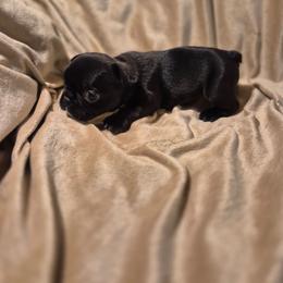 Mocha - Liver female French Bulldog puppy in Alexander City, Alabama from Lake Martin Fancy Frenchies
