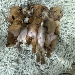 Dachshund Puppies from JnA Dachshunds