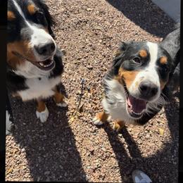 Bernedoodle and Bernese Mountain Dog All Grown Up from Sage Hills Bernedoodles