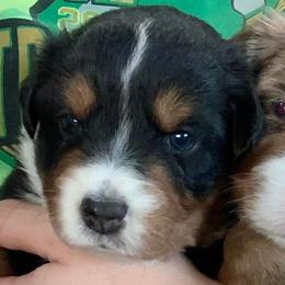 Miniature Australian Shepherds from Poncik Mini Aussies