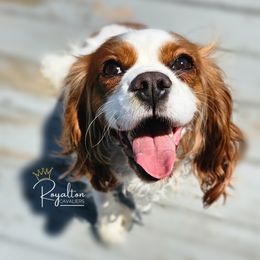 Charlotte - Cavalier King Charles Spaniel