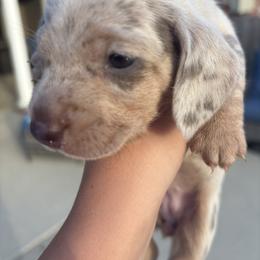 Dachshund Puppies from Finleys Babies