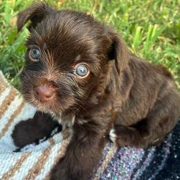 Riley - Chocolate, tan and white male Yorkshire Terrier puppy in Waco, Texas from Betterthan Chocolate Yorkies