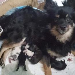 Sophia - Pomeranian