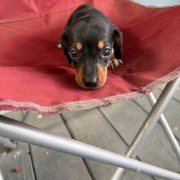 Lily - Black and tan female Dachshund puppy in Conroe, Texas from Dots Dachshunds