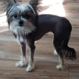 Chihuahua and Chinese Crested Puppies from Western Kentucky Chihuahua’s and Chinese Crested’s