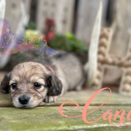 Dachshund Puppies from Hicks Haus Dachshunds