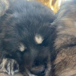 Boy 2 - Black and tan Tibetan Mastiff puppy in Colorado Springs, Colorado from Wanderlust Tibetan Mastiffs