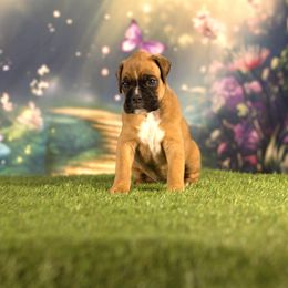 Boxer Puppies from Elevated Boxers