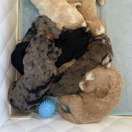 Sheepadoodle Puppies from Sarah Pearl’s Mini Sheepadoodles