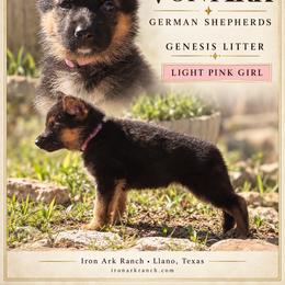 Georgie Von Ark - Black and red female German Shepherd puppy in Llano, Texas from Von Ark German Shepherds