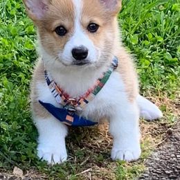 American Corgis and Pembroke Welsh Corgis from Robyn Jones' Pembroke Welsh Corgis & American Corgis
