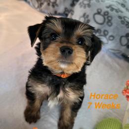 Horace - Black and tan male Yorkshire Terrier puppy in Ashland, Kentucky from Yorkie Paw