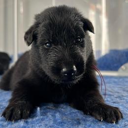 Drift (Orange) - Black male Belgian Sheepdog puppy in Franklin, West Virginia from Wildmour K9