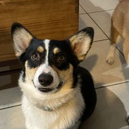 Spook - Pembroke Welsh Corgi