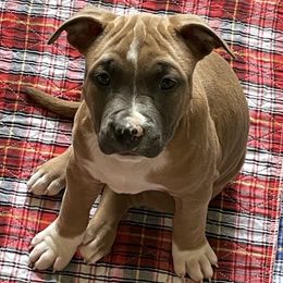 Boy 3 - Blue fawn American Staffordshire Terrier puppy in North Carolina from Kaye-Nyne Kennels