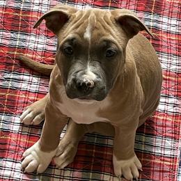 Boy 3 - Blue fawn American Staffordshire Terrier puppy in North Carolina from Kaye-Nyne Kennels