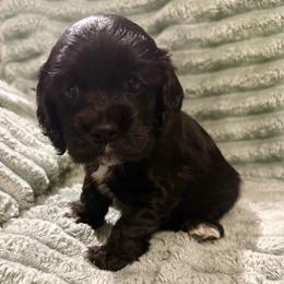 Tennessee - Black and white female Cocker Spaniel puppy in Sumter, South Carolina from Cocker Eclipse In Home Kennel