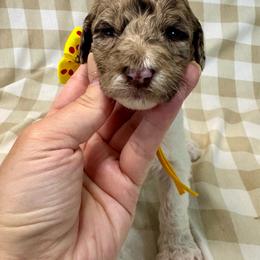 Honey - Merle female Labradoodle puppy in Candler, North Carolina from Maple Bakin’ Doodles
