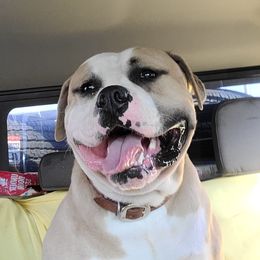 Waters - American Bulldog