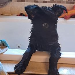 German Shepherds from Black Diamond K9 Tactical