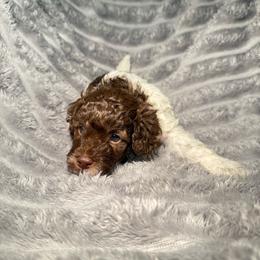 Duncan - Parti male Goldendoodle puppy in Litchfield, Connecticut from Gracie Doodles CT