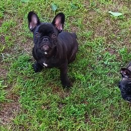French Bulldog All Grown Up from Jettons Jewels Frenchies