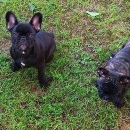 French Bulldog All Grown Up from Jettons Jewels Frenchies