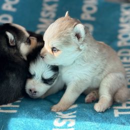 Gamora - Merle female Pomsky puppy in Gunter, Texas from The Painted Pomsky