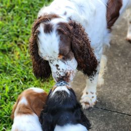 English Springer Spaniel Puppies from Seagrove Springers