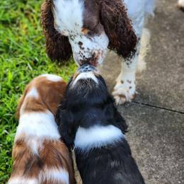English Springer Spaniel Puppies from Seagrove Springers