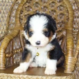 Tan male - Tri-color male Bernedoodle puppy in Belgreen, Alabama from Scott’s Farm Poodles and Doodles