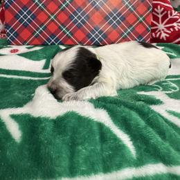 Green girl - Parti female Miniature Schnauzer puppy in Oneonta, Alabama from Murphree Valley Kennels