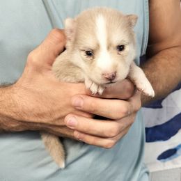 Murph - Tri-color male Pomsky puppy in Spring Hill, Florida from PDQ Pomskies