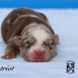 Patriot - Red merle male Miniature Australian Shepherd puppy in Weeki Wachee, Florida from Arlington's Mini Aussies