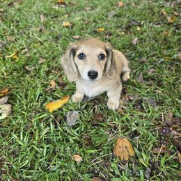 Dorothy - Cream female Dachshund puppy in Harlem, Georgia from Jennifer's Dachshunds